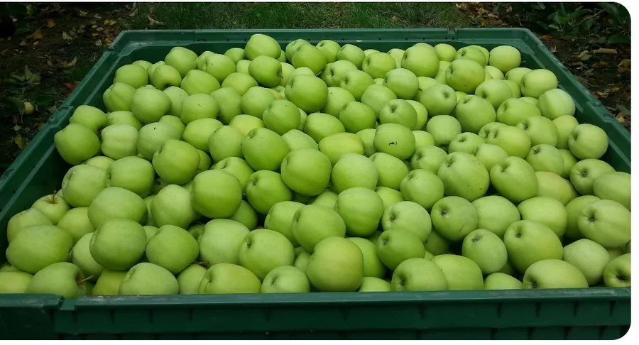 Récolte Granny Smith