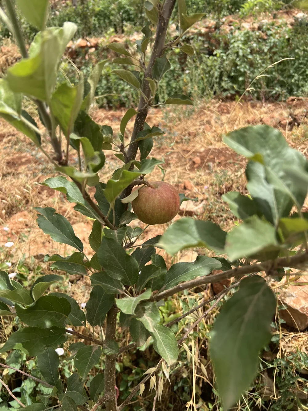 Verger saison