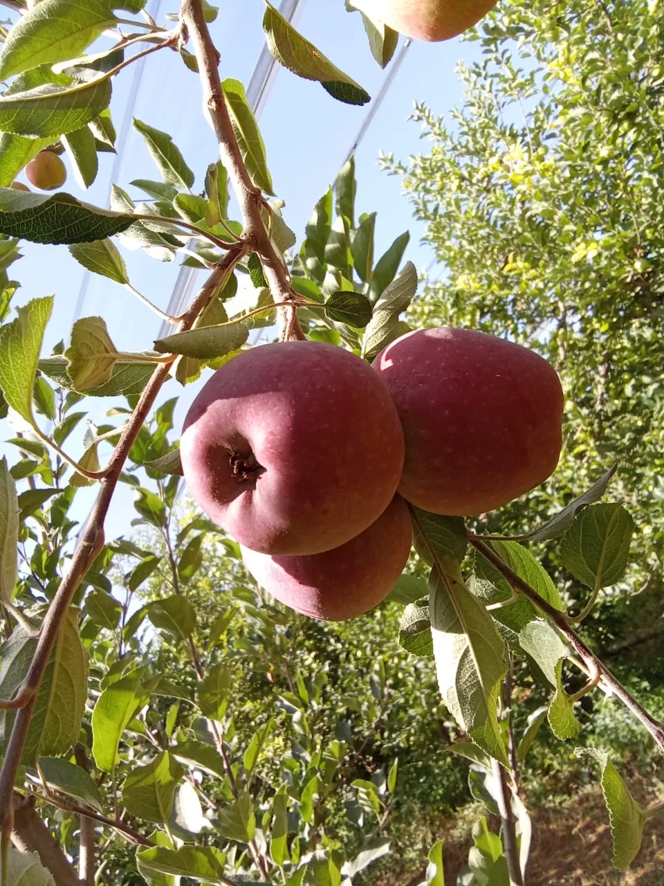 Pommiers rangées