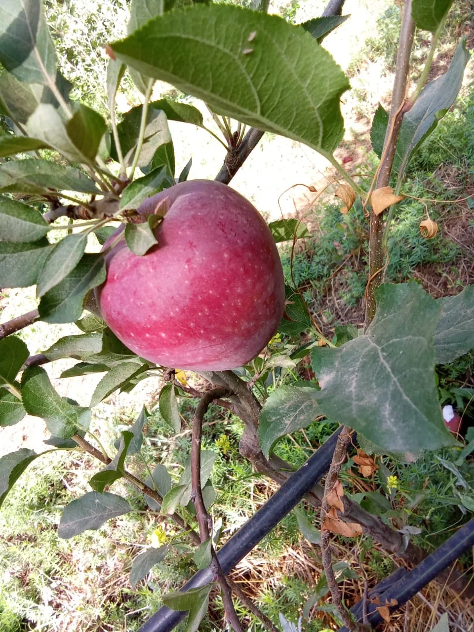 Plantation pommiers