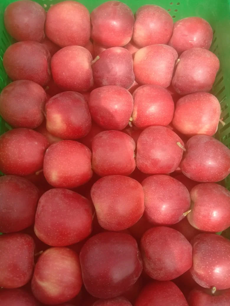 Pommiers haute densité