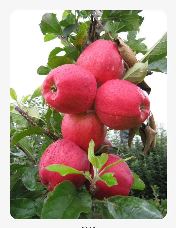 Pommes Gala