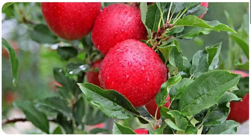 Pommes rouges