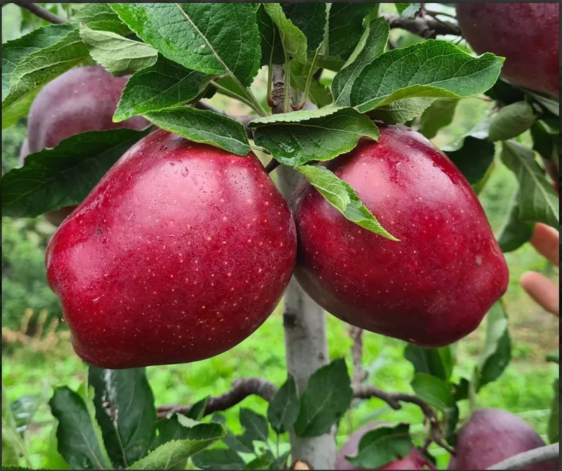 Variété rouge premium