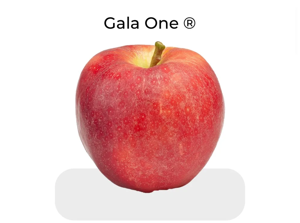 Gala One