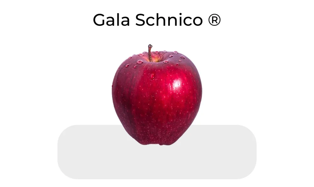 Gala Schnico